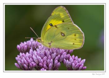 sulfur butterfly.jpg